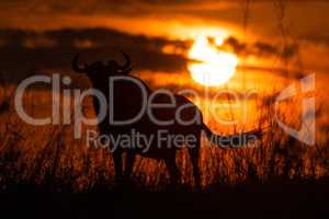 Silhouette of blue wildebeest standing at sunset