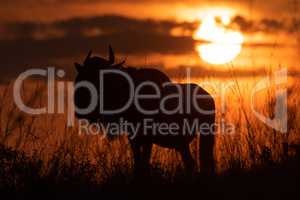 Silhouette of blue wildebeest under setting sun