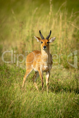 Reedbuck stands in long grass watching camera