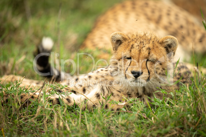 Sleepy cheetah cub lies with eyes closed