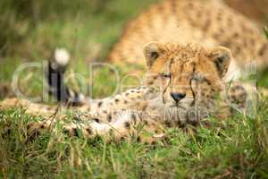 Sleepy cheetah cub lies with eyes closed
