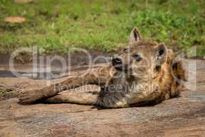 Spotted hyena lies on rock with catchlight