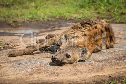 Spotted hyena lying on rock with catchlight
