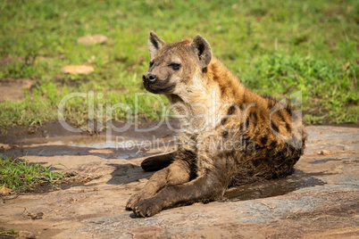 Spotted hyena lies on rock facing left