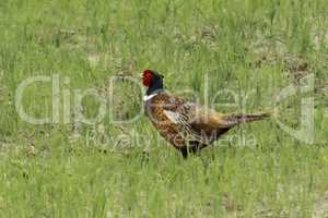 pheasant in the grass