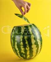 big ripe oval green watermelon and a female hand holds a cut pie