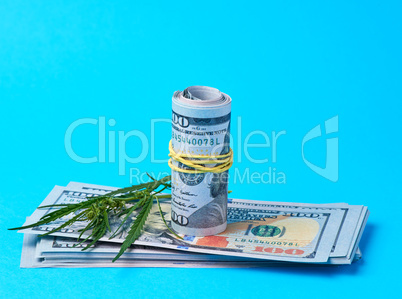 banknotes of american dollars and green leaf of hemp on a blue b