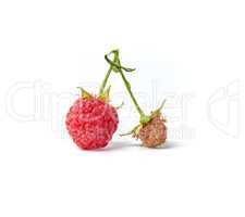 red ripe berry raspberries on a green stem, white background