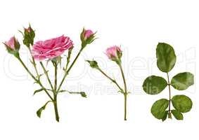 set of pink rose stem with buds and a green branch with leaves