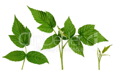 set of raspberry twig shoot branches with developing green leave