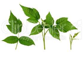 set of raspberry twig shoot branches with developing green leave