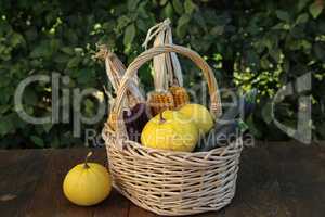 Autumn still life with fresh vegetables from the garden