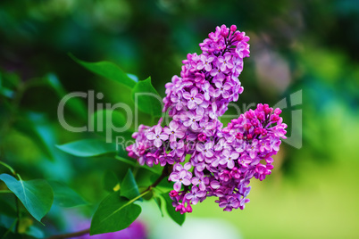 Blossoming lilac branch