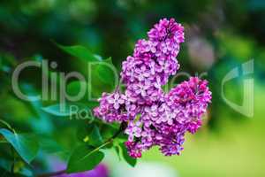 Blossoming lilac branch
