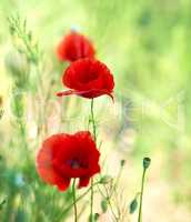 blooming red poppy in the field in the spring afternoon, soft fo