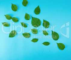 fresh green leaves of raspberry on a blue background