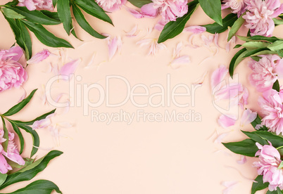 blooming pink peony buds on a peach background