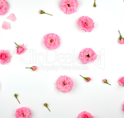 blooming buds of pink roses on a white background