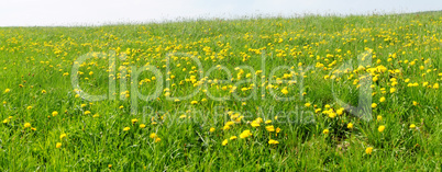 Dandelion meadow panorama