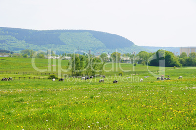 valley of wittlich