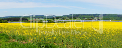 Rape field in the Alf valley