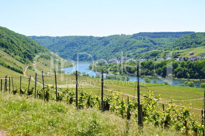 Moselle Valley with Briedel