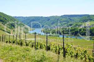 Moselle Valley with Briedel