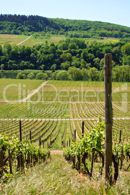 green vineyards on Moselle