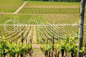 green vineyards on Moselle