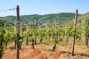 Vineyard near Pünderich