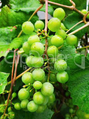 Unripened green grapes