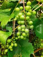 Green grapes branch