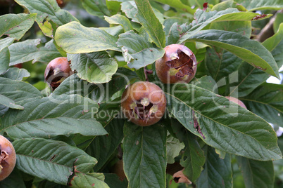 Fruit of Mespilus germanica, also named common medlar at a tree