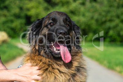 portrait of a leonberger pet dog