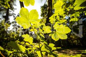 maple leaf back light