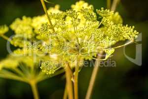 Angelica, medicinal herb with flower in summer