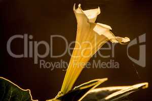 Datura stramonium, thorn-apple with flower