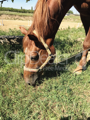 Horse in a pasture