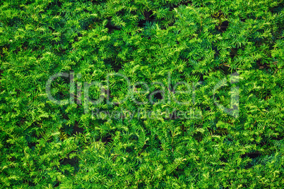 Coniferous green hedge