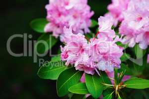 Pink rhododendron flowers