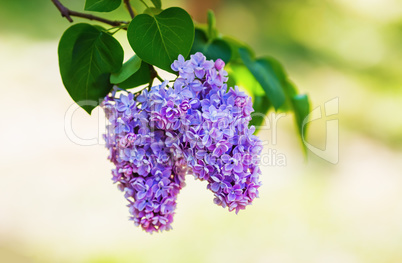 Purple lilac branch