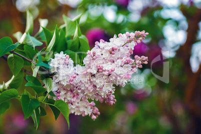 Branch of pink lilac