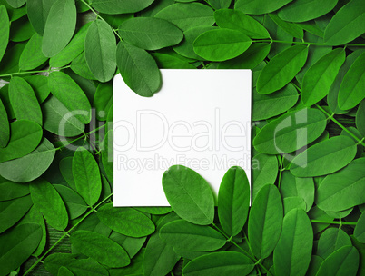 Square paper, green leaves