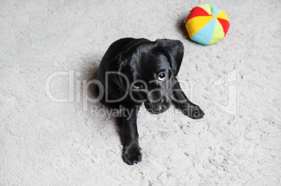 Black puppy sitting