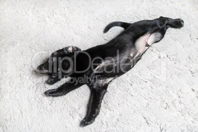 Black puppy resting