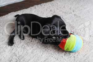 Puppy plays with ball