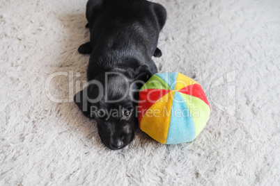 Puppy with ball