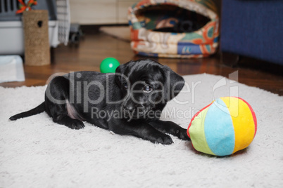 Black puppy resting