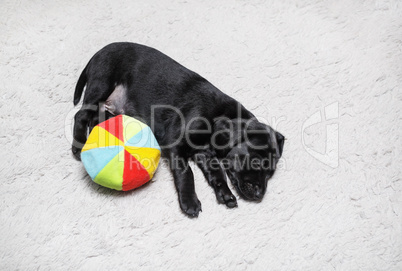 Puppy sleeps with ball