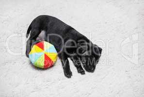 Puppy sleeps with ball